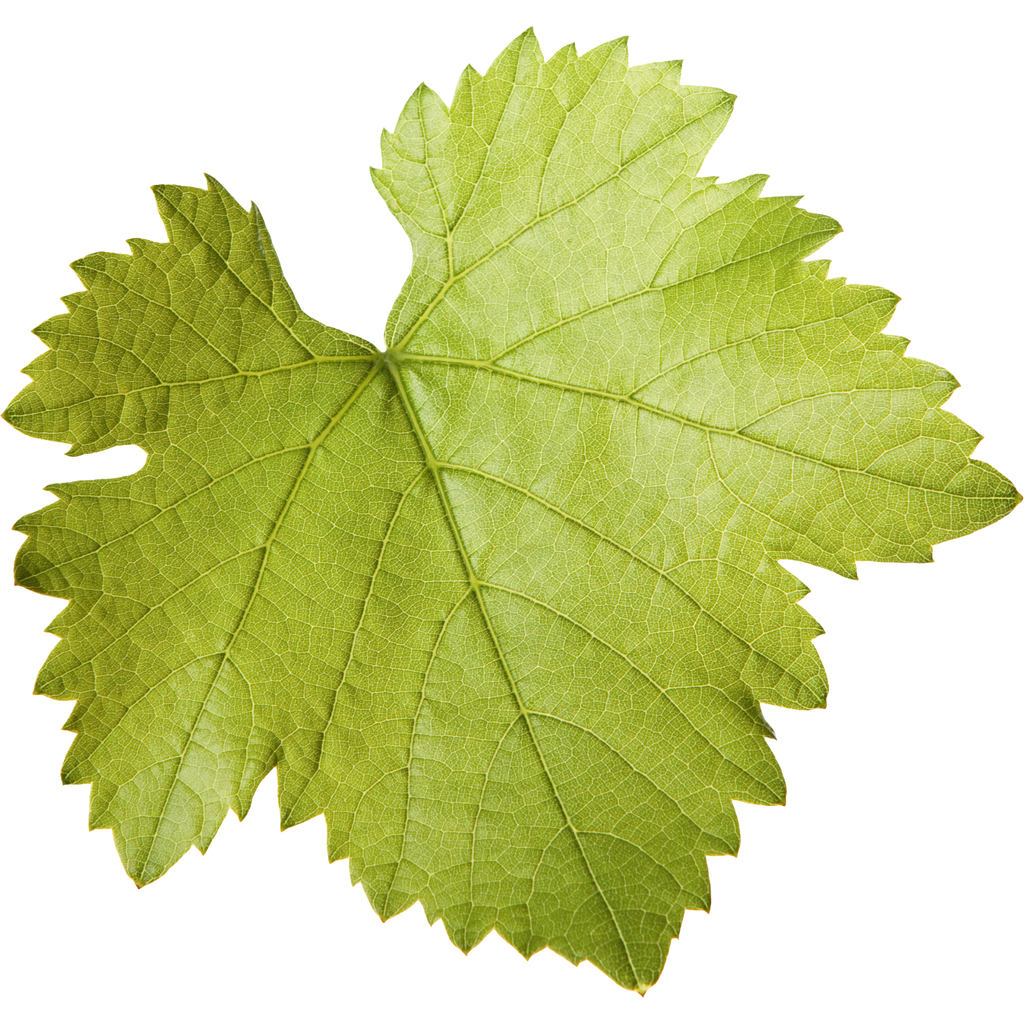 Fresh Grape Leaves – Handpicked Tender Vine Leaves from California Farms