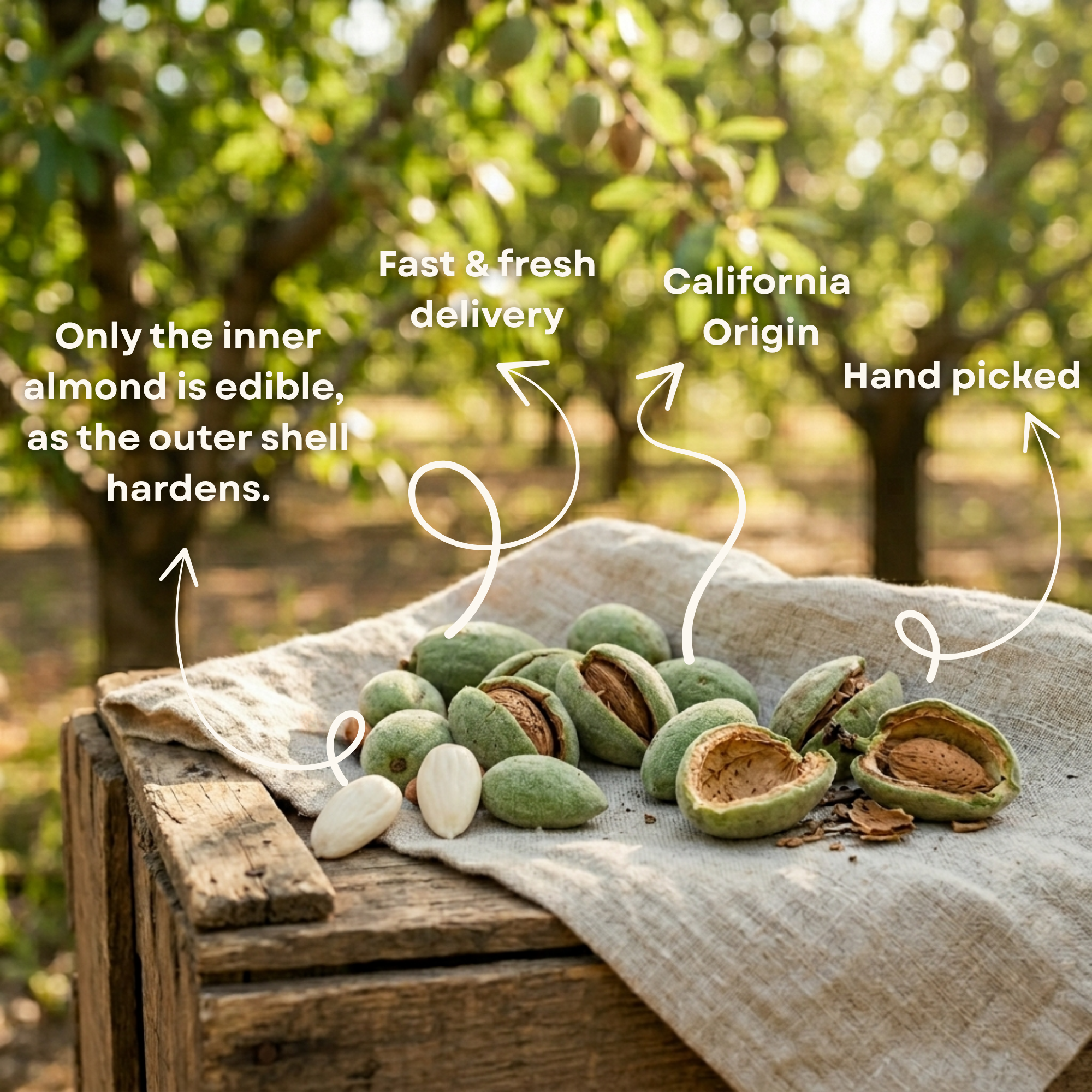 Fresh Raw Almonds with Shell (Second Harvest) – Edible Inner Almond