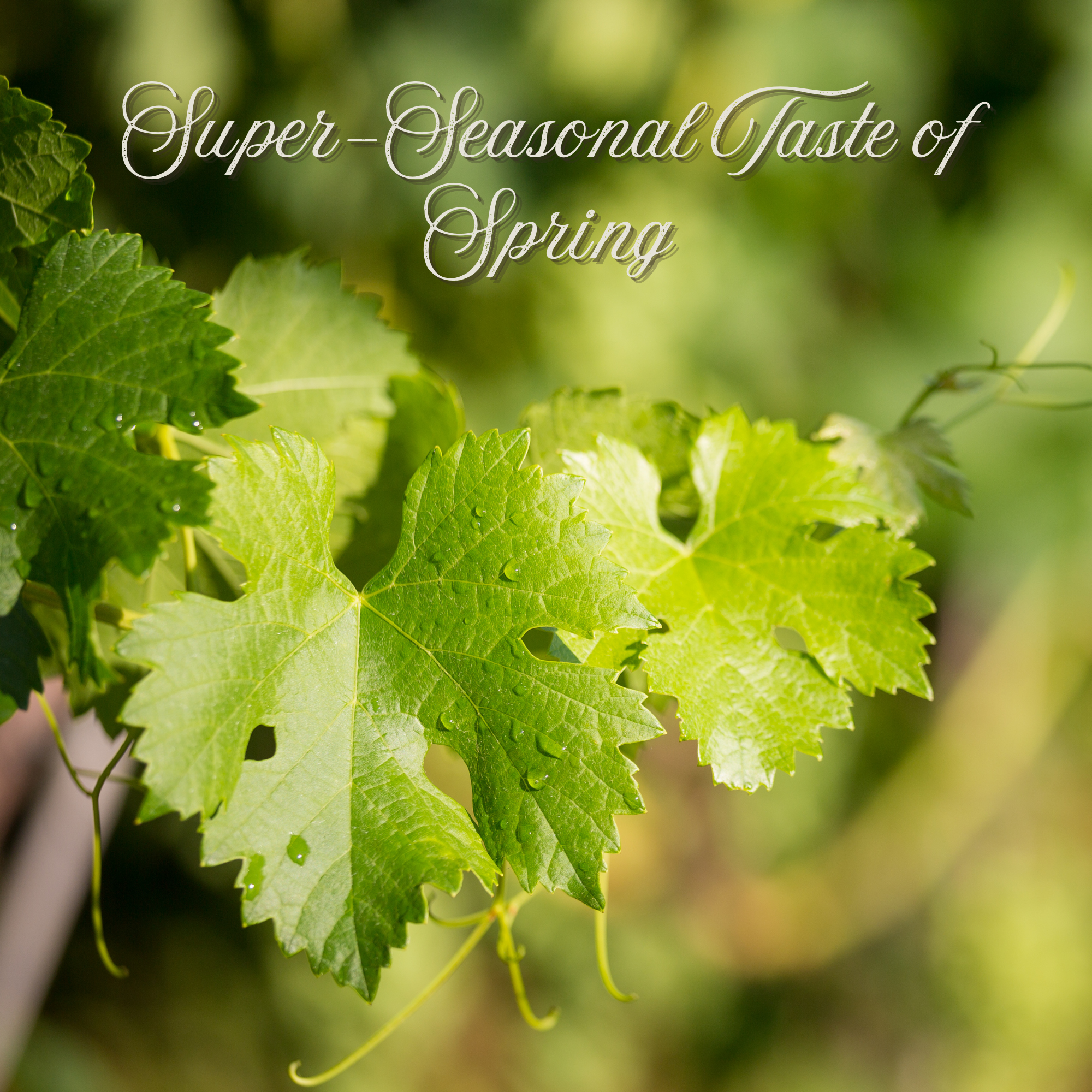 Fresh Grape Leaves – Handpicked Tender Vine Leaves from California Farms