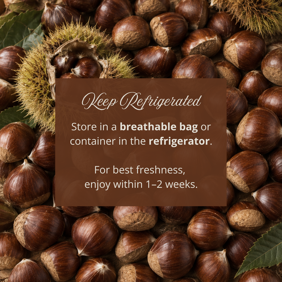 Fresh Chilean Raw Chestnuts in Shell