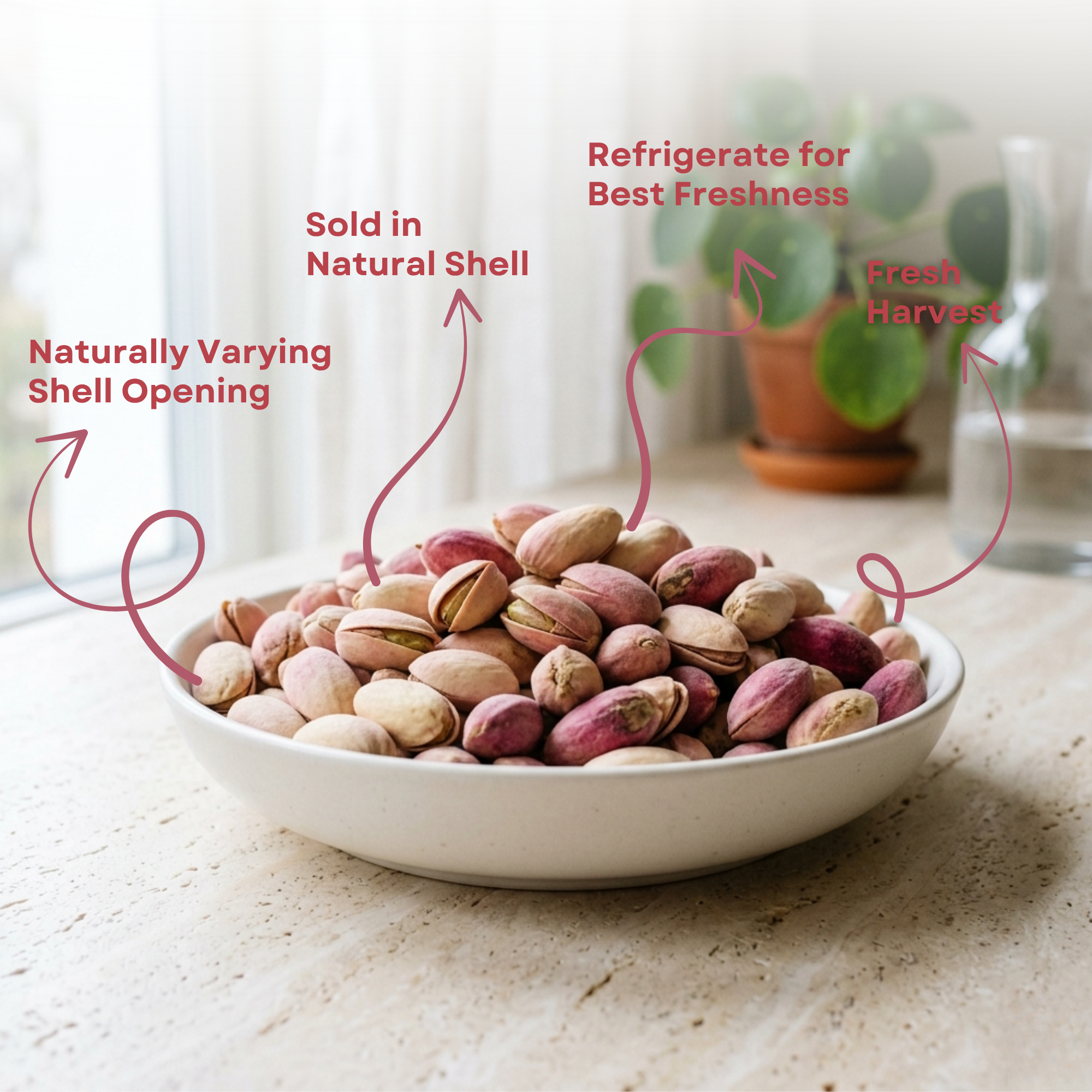 Fresh Raw Pistachios in Shell – Seasonal Green Pistachios, Fresh Harvest Pistachios, Unroasted Pistachios
