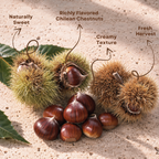 Fresh Chilean Raw Chestnuts in Shell