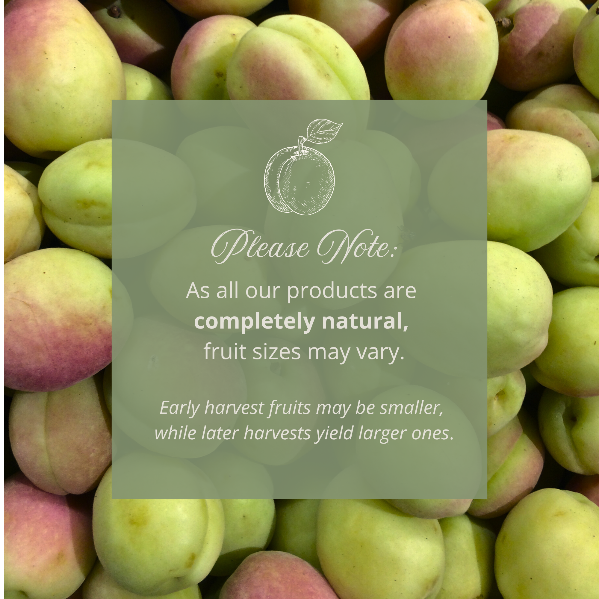 Fresh Green Apricots - Unripe Apricots (Naturally Tangy & Crisp)