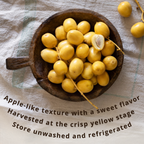 Premium Fresh Yellow Barhi Dates (Khalal Stage) – Barhee Dates (Rutab Barhi) | Seasonal Fresh Date Fruit