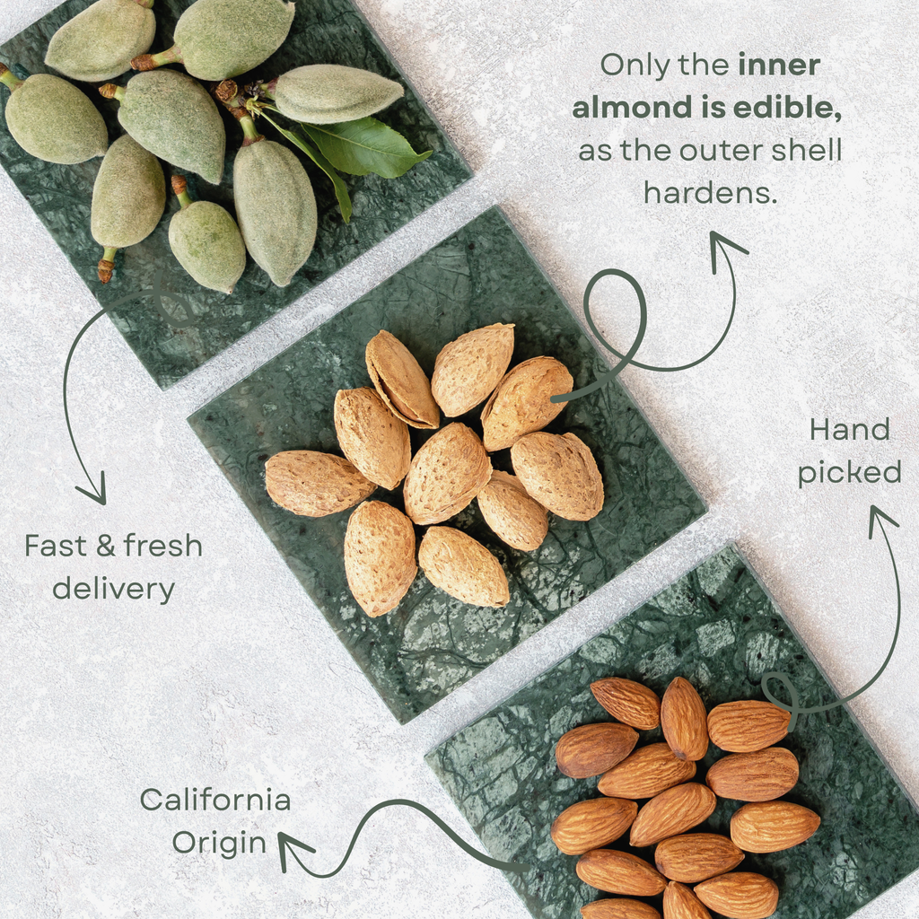 Fresh Raw Almonds with Shell (Second Harvest) – Edible Inner Almond