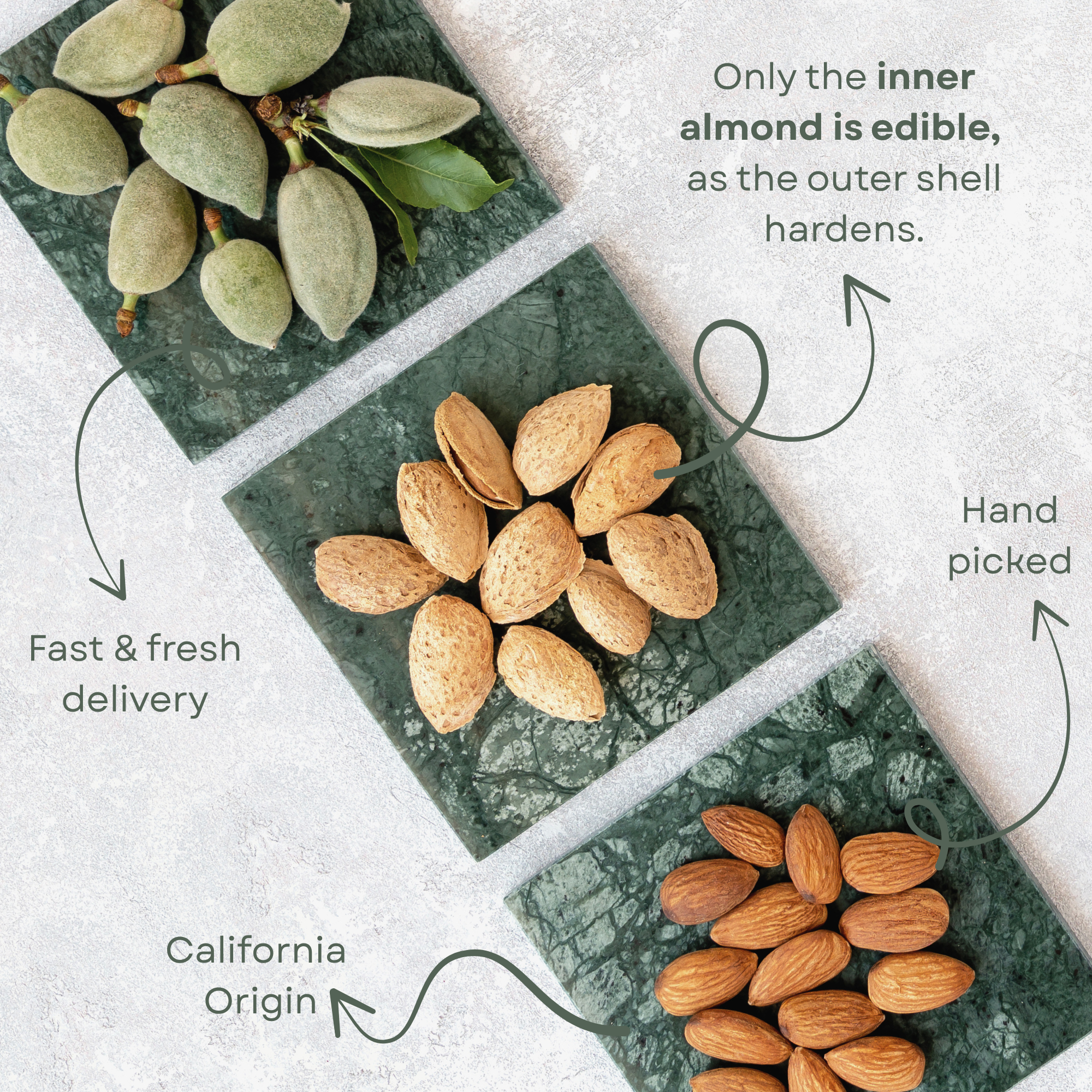 Fresh Raw Almonds with Shell (Second Harvest) – Edible Inner Almond