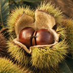 Fresh Chilean Raw Chestnuts in Shell