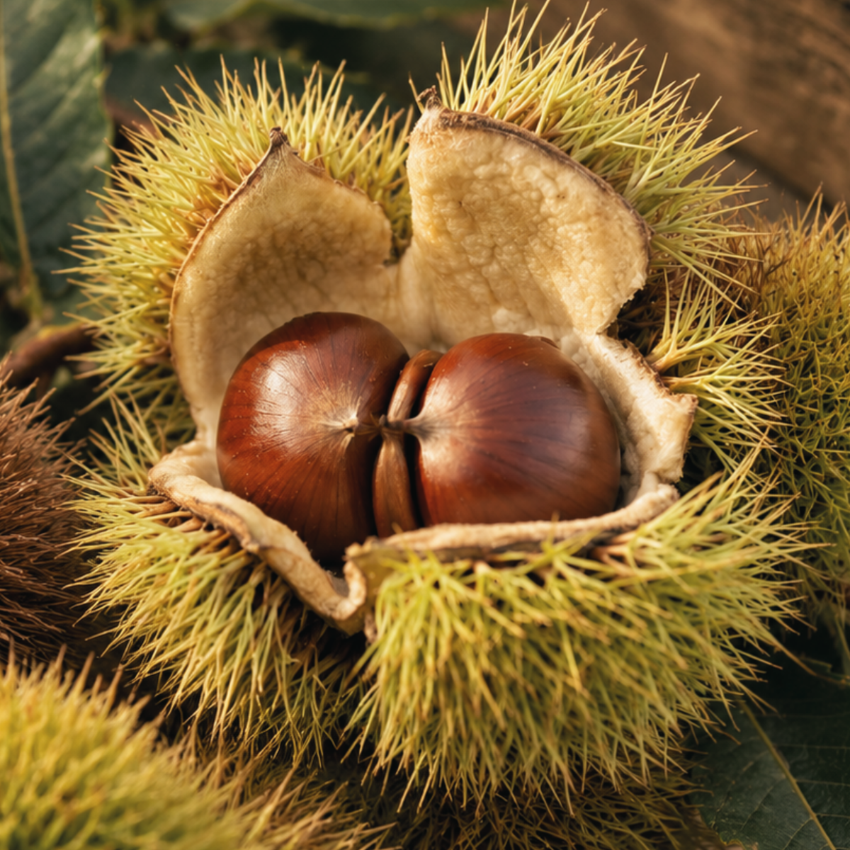 Fresh Chilean Raw Chestnuts in Shell