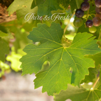 Fresh Grape Leaves – Handpicked Tender Vine Leaves from California Farms