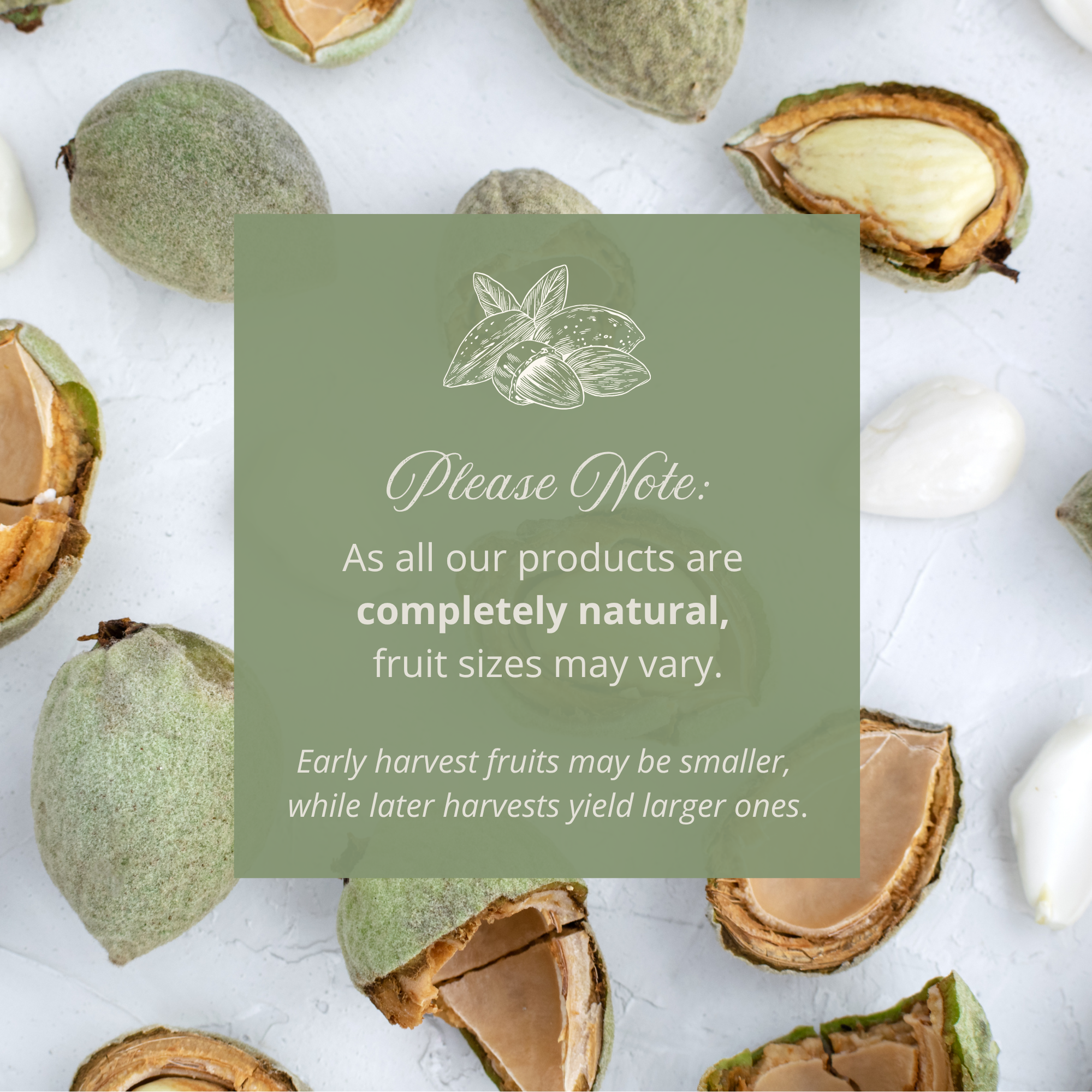 Fresh Raw Almonds with Shell (Second Harvest) – Edible Inner Almond