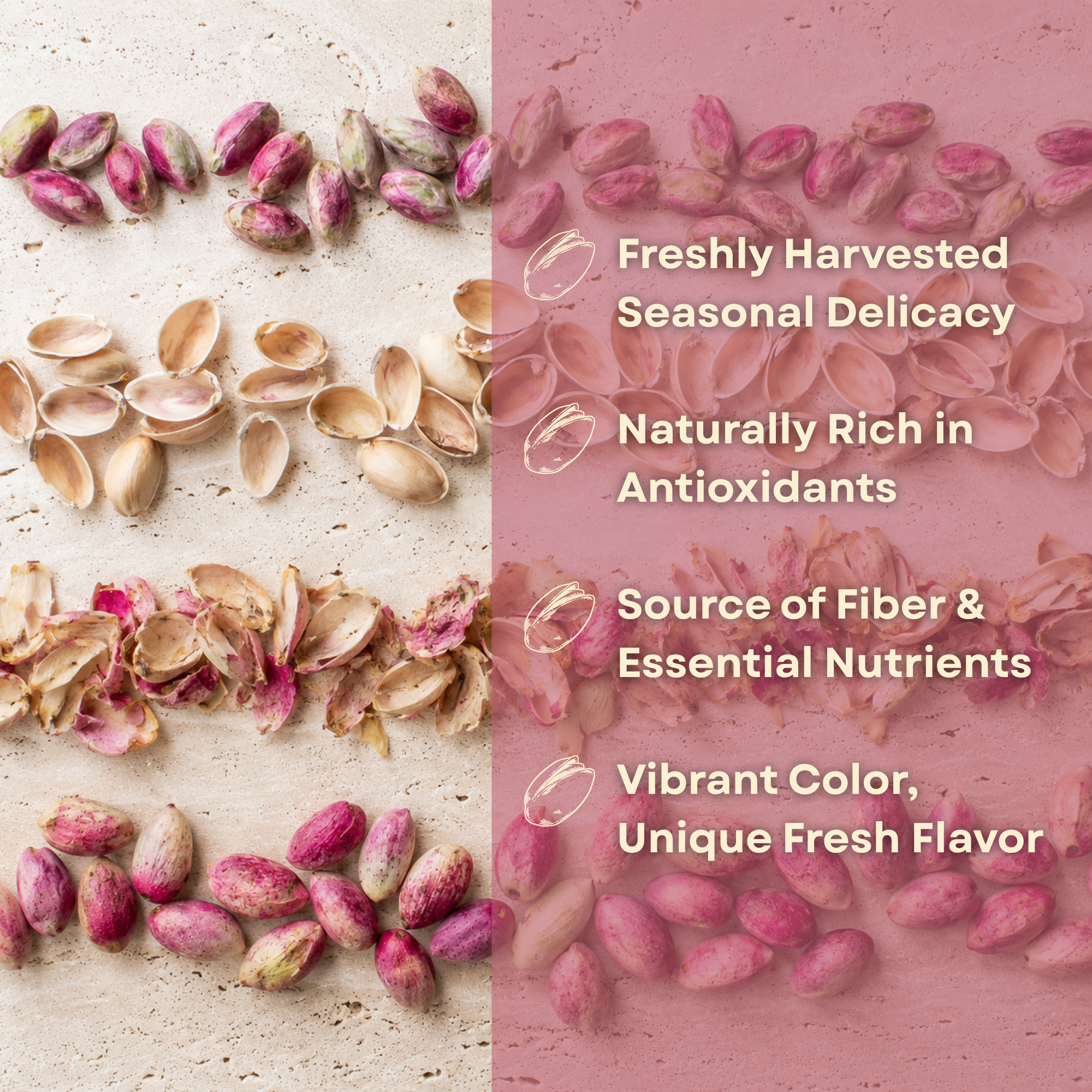 Fresh Raw Pistachios in Shell – Seasonal Green Pistachios, Fresh Harvest Pistachios, Unroasted Pistachios