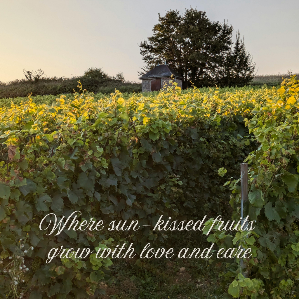 Fresh Grape Leaves – Handpicked Tender Vine Leaves from California Farms