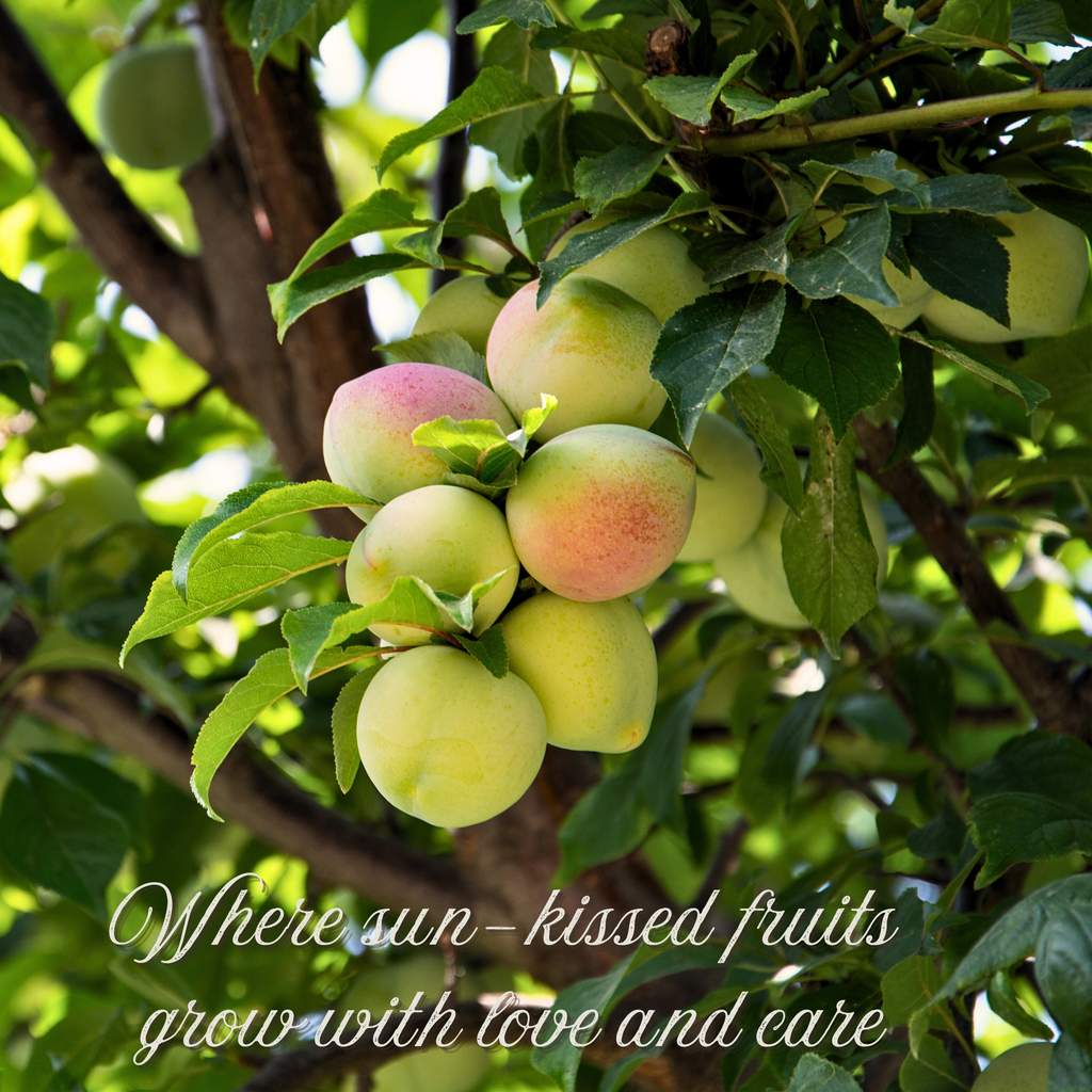 Fresh Green Apricots - Unripe Apricots (Naturally Tangy & Crisp)