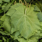 Fresh Grape Leaves – Handpicked Tender Vine Leaves from California Farms