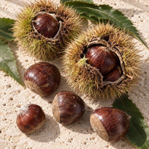 Fresh Chilean Raw Chestnuts in Shell