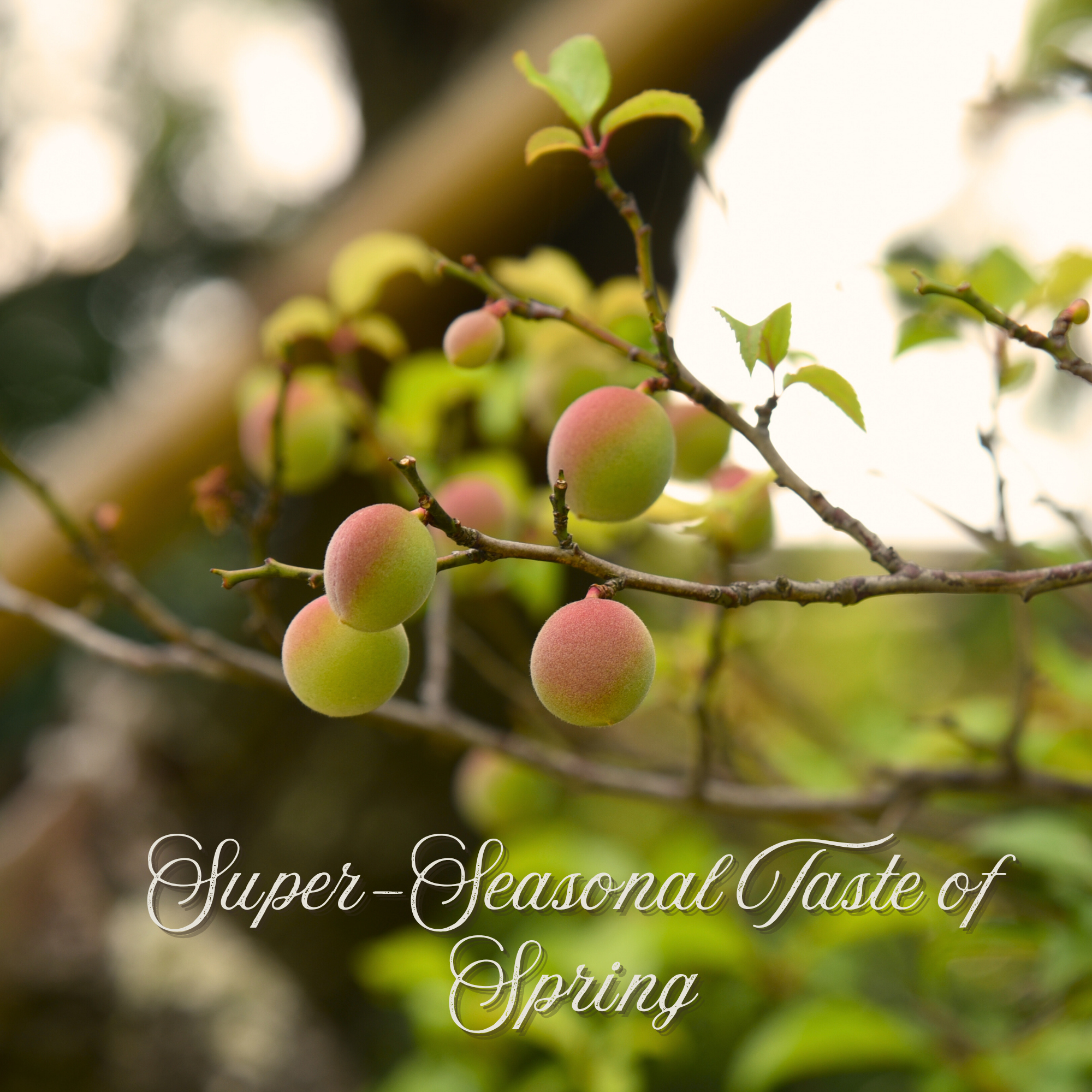 Fresh Green Apricots - Unripe Apricots (Naturally Tangy & Crisp)