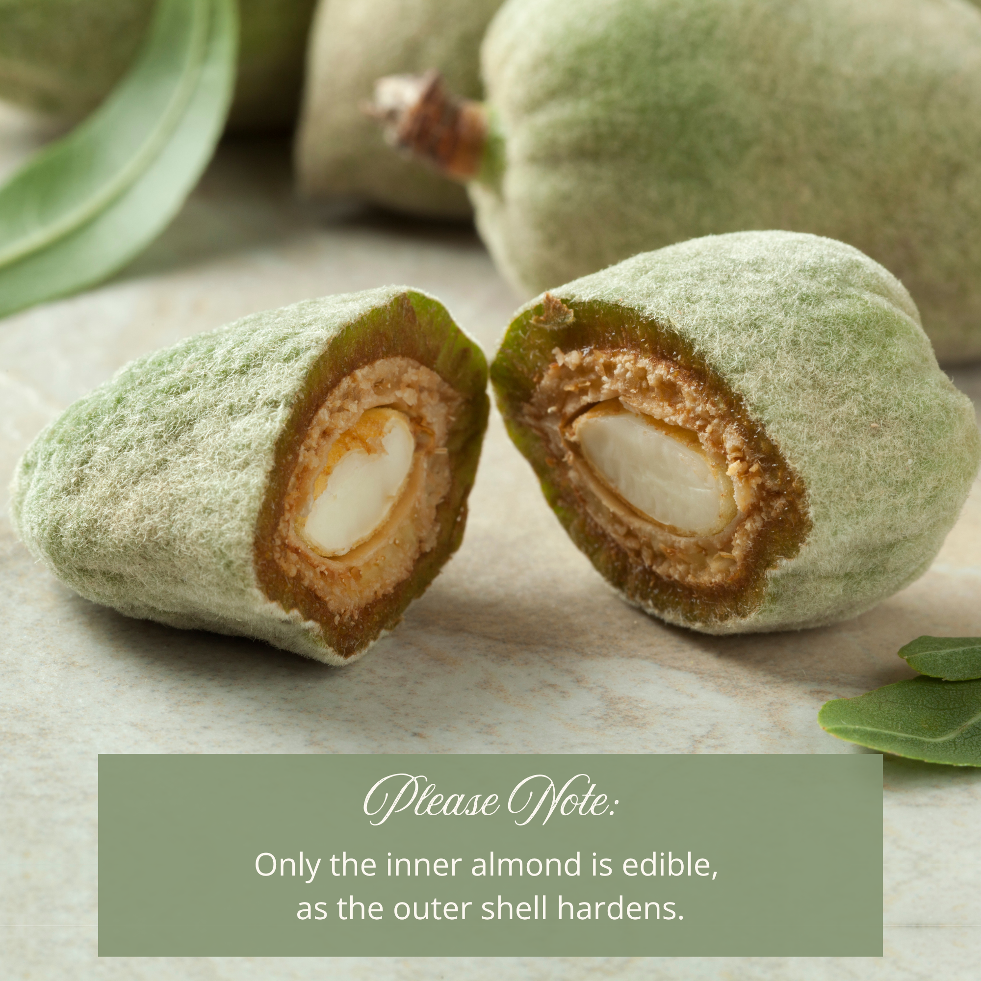 Fresh Raw Almonds with Shell (Second Harvest) – Edible Inner Almond