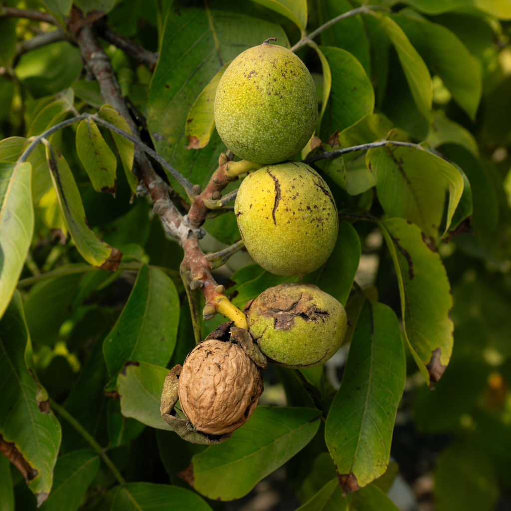 Fresh Green Walnuts | Young Walnuts for Pickling, Preserves & Nocino