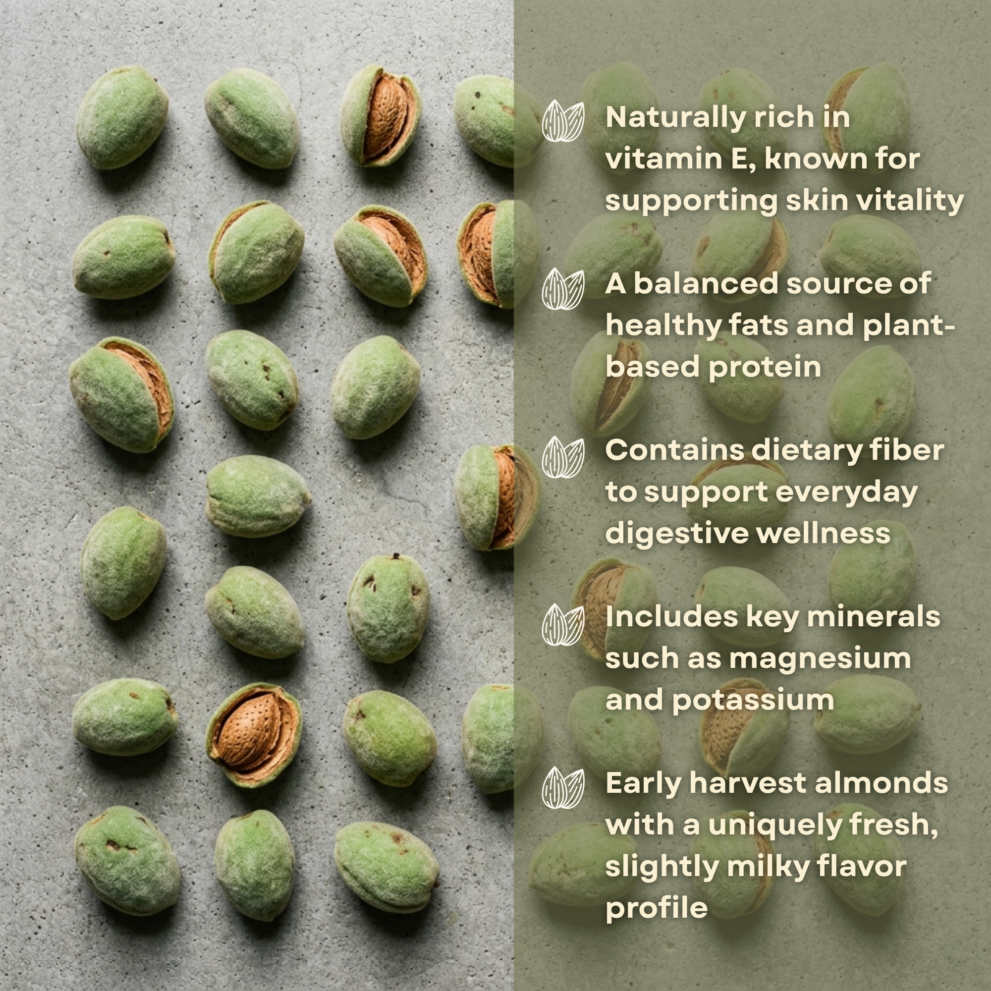 Fresh Raw Almonds with Shell (Second Harvest) – Edible Inner Almond