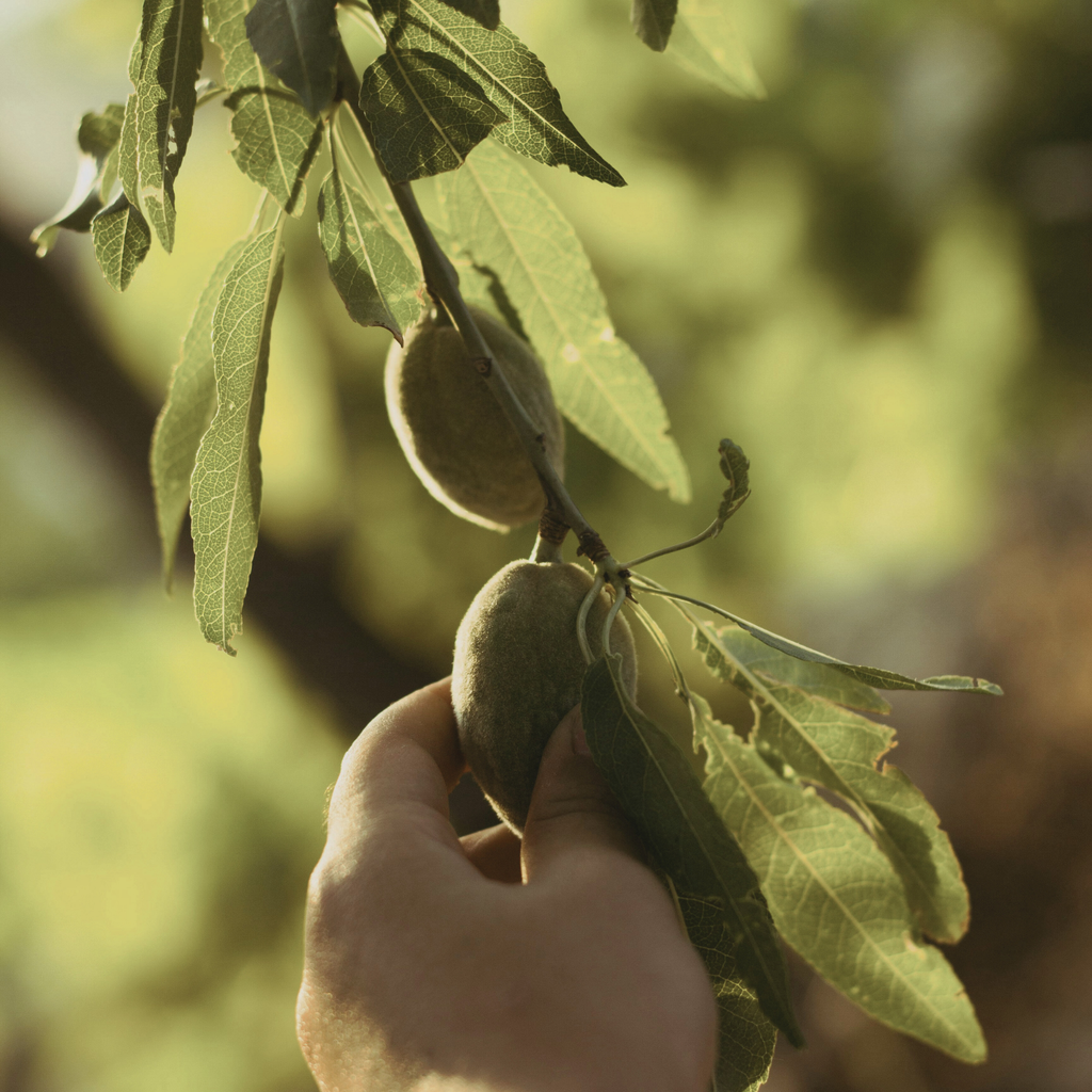Fresh Green Raw Almond – Whole Edible Unripe Almonds (Çağla Badem)