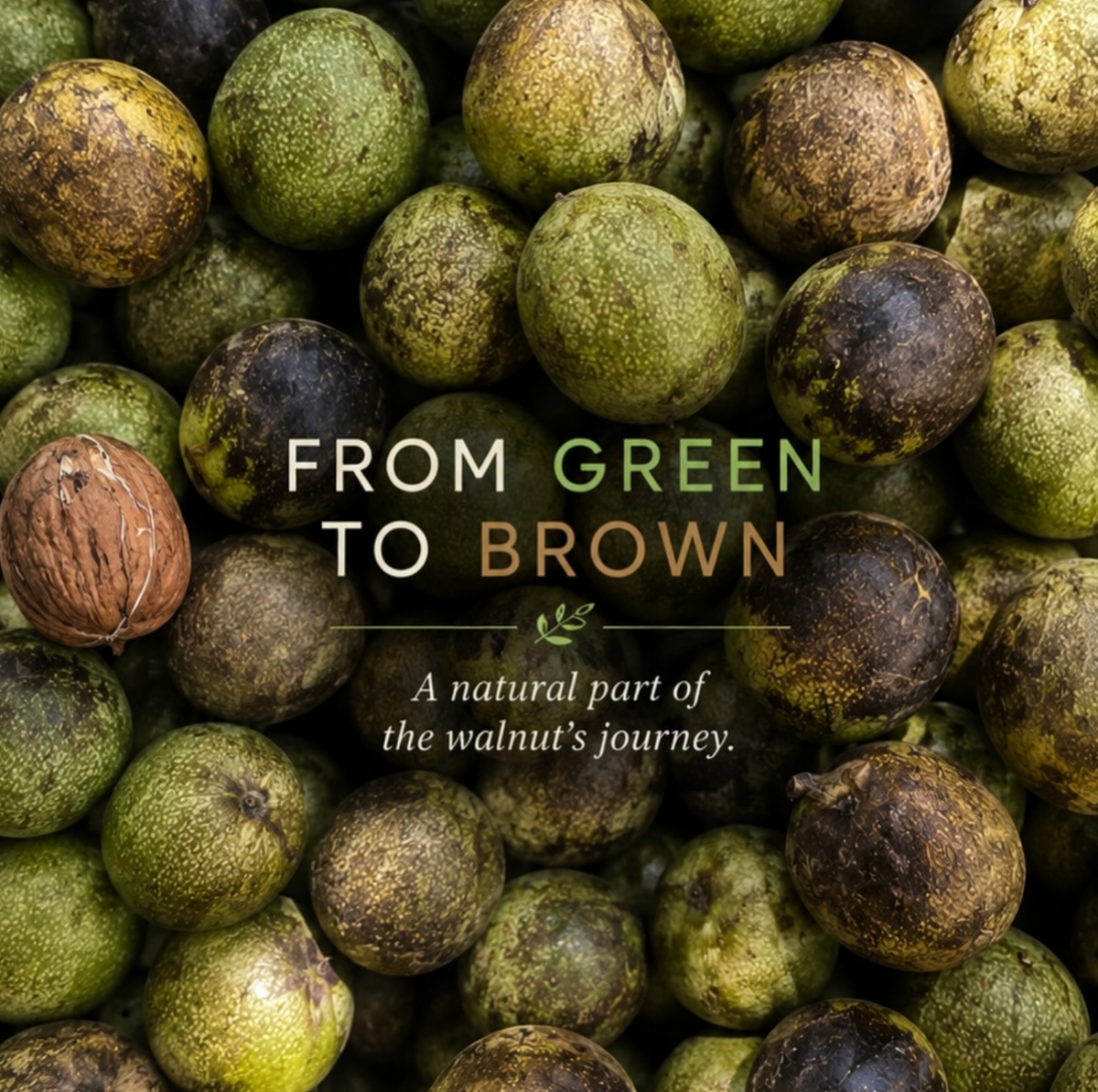 Fresh Green Walnuts | Young Walnuts for Pickling, Preserves & Nocino