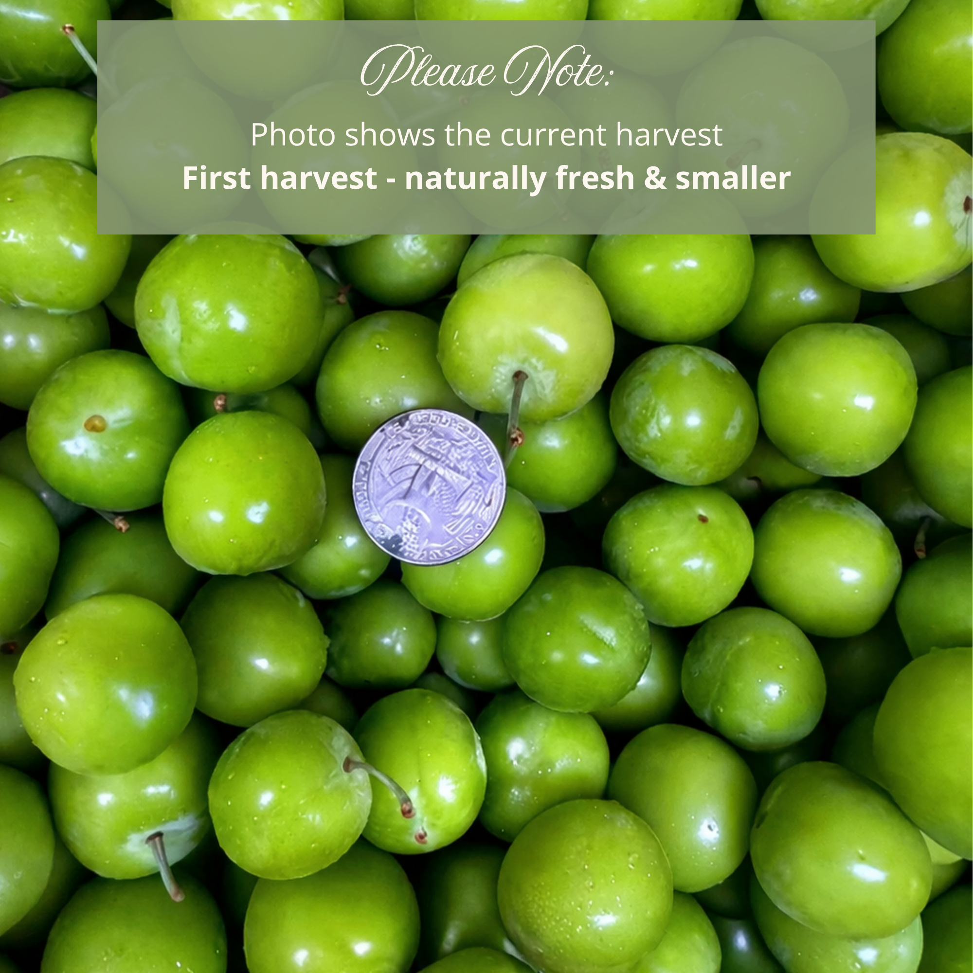 Fresh Green Sour Plum, Unripe Plums - Greengages, Yeşil Erik, Goje Sabz, Can Erik, Janerik